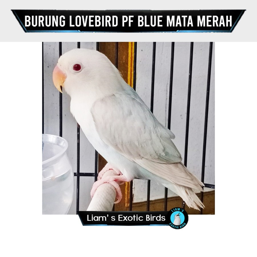 Burung Lovebird PF Blue Mata Merah Sepasang
