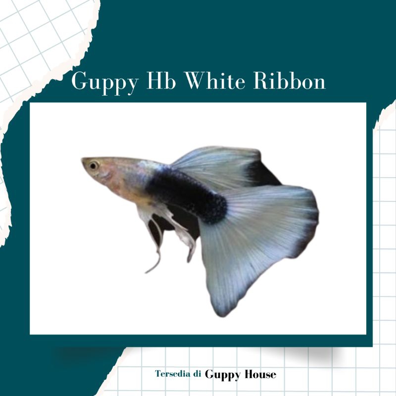Hiasan Aquarium Paketan 3 Pair Indukan Guppy Hb White Ribbon