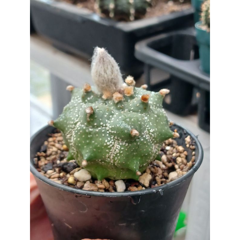 Astrophytum Kikko Thorn | Kaktus