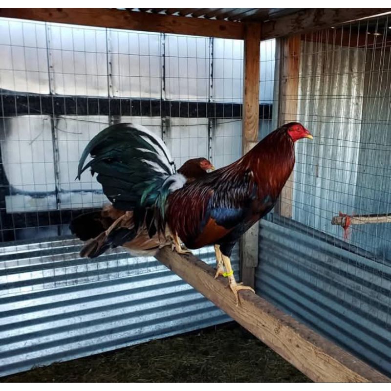 ayam sweater ,ayam philipin dewasa