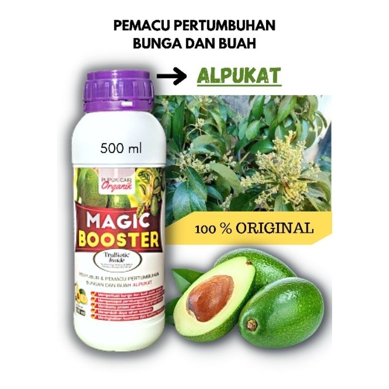 PEMACU PERTUMBUHAN ALPUKAT, BUNGA DAN BUAH ALPUKAT, MAGIC BOOSTER ALPUKAT, BOSTER ALPUKAT