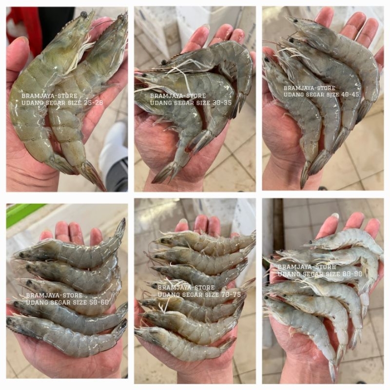 

Paket @1kg Udang Fresh Hemat Bisa Dikupaskan