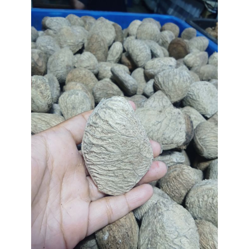 

pucung kering fresh 1kg 35.000