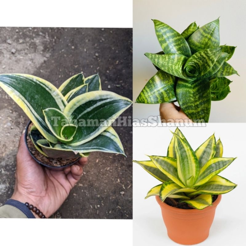 Promo COD paket 3 jenis tanaman hias sansevieria mini - tanaman pembersih udara - sansivera pagoda -