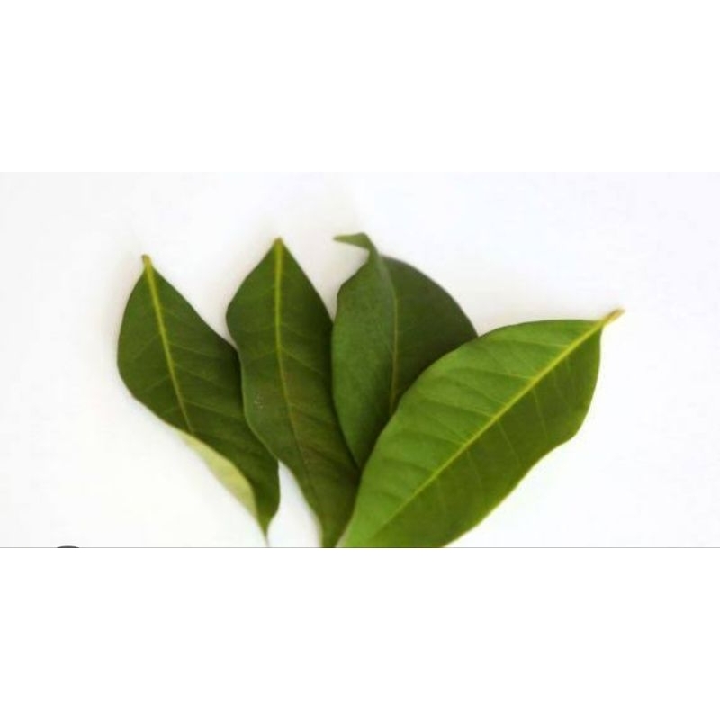 

herbal daun salam segar 250 gram