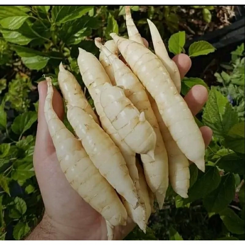 

UMBI GARUT DINGIN BUAT LAMBUNG 1KG SEGAR