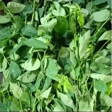 

Daun katuk 1ikat segar