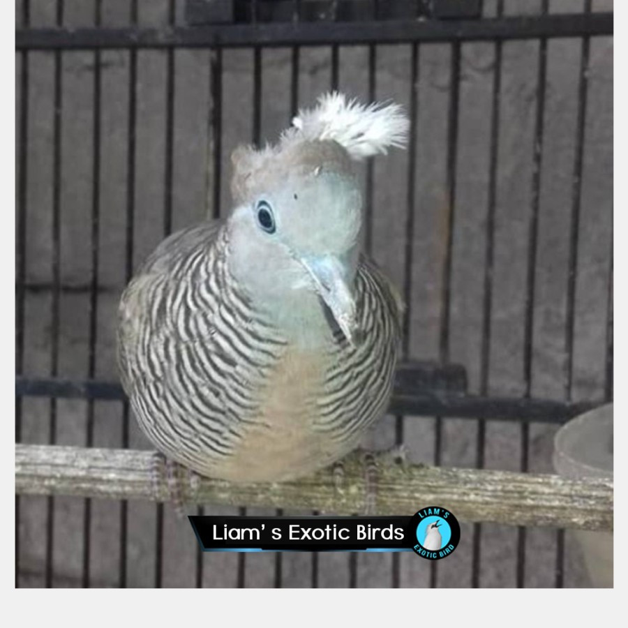 Burung Perkutut Lokal Jambul Katuranggan Songgo Ratu