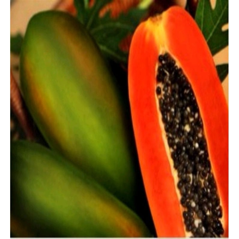 30 biji benih pepaya jingga