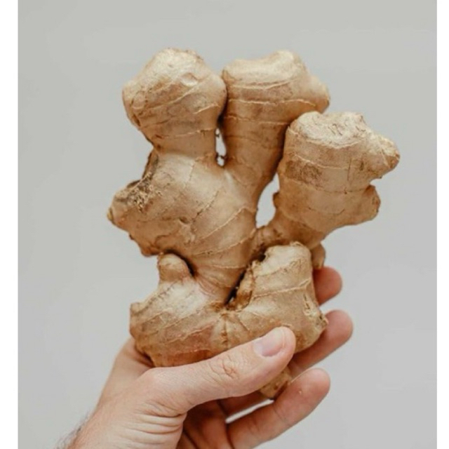 

jahe gajah putih besar 500gr fresh