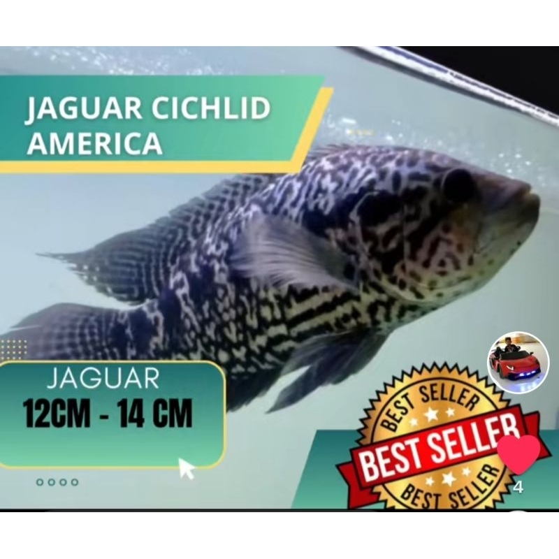 hiasan akuarium Jaguar chiclid
