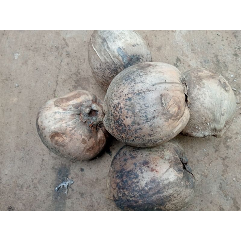 

Kelapa kering utuh