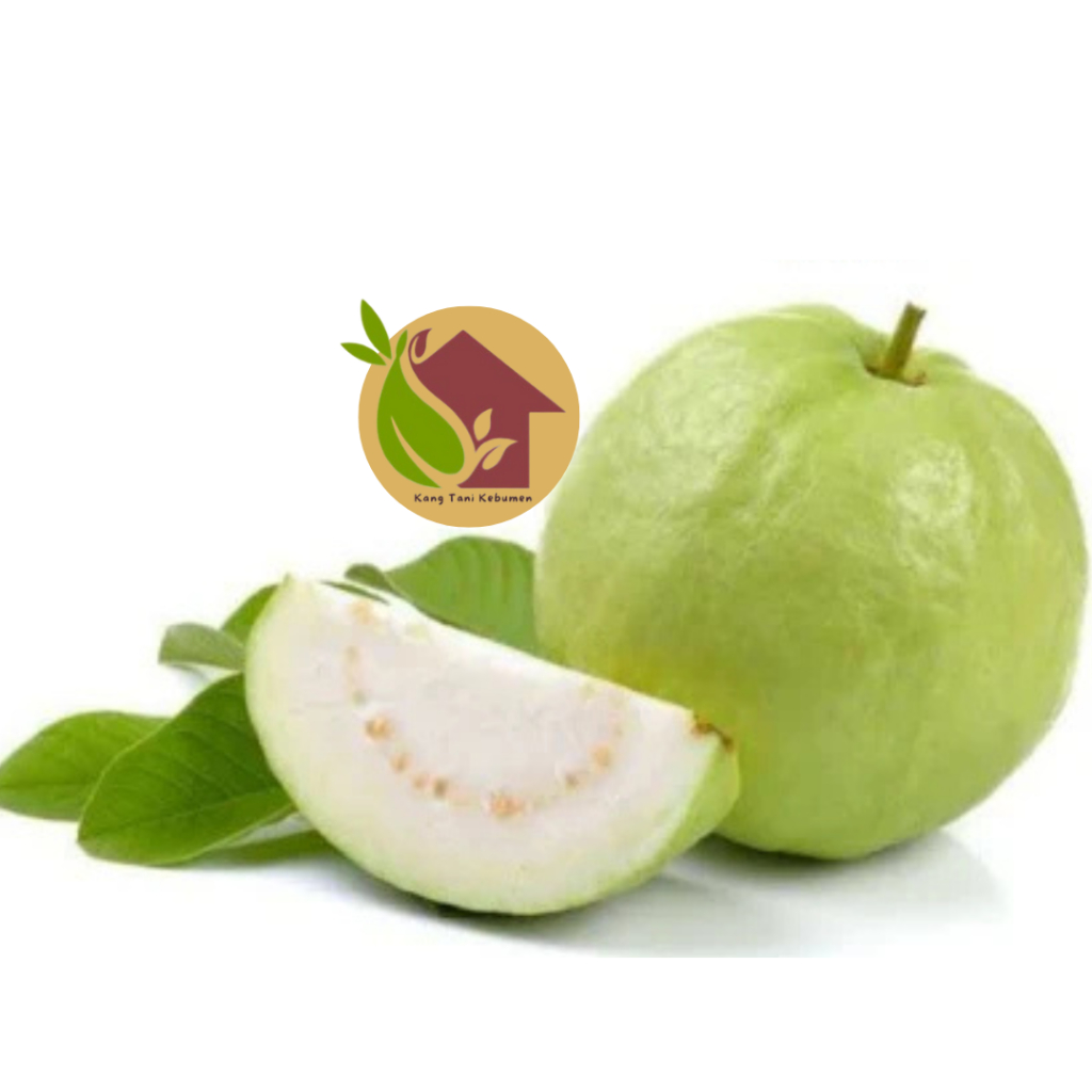

1 Kilo Jambu Kristal Fresh renyah dan manis