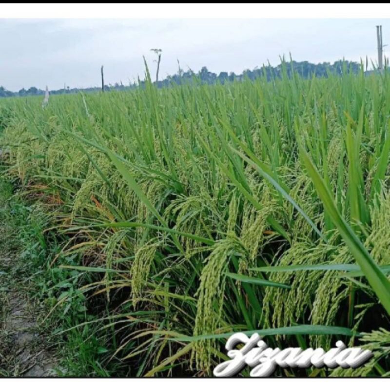 BENIH PADI ZIZANIA KEMASAN 5KG