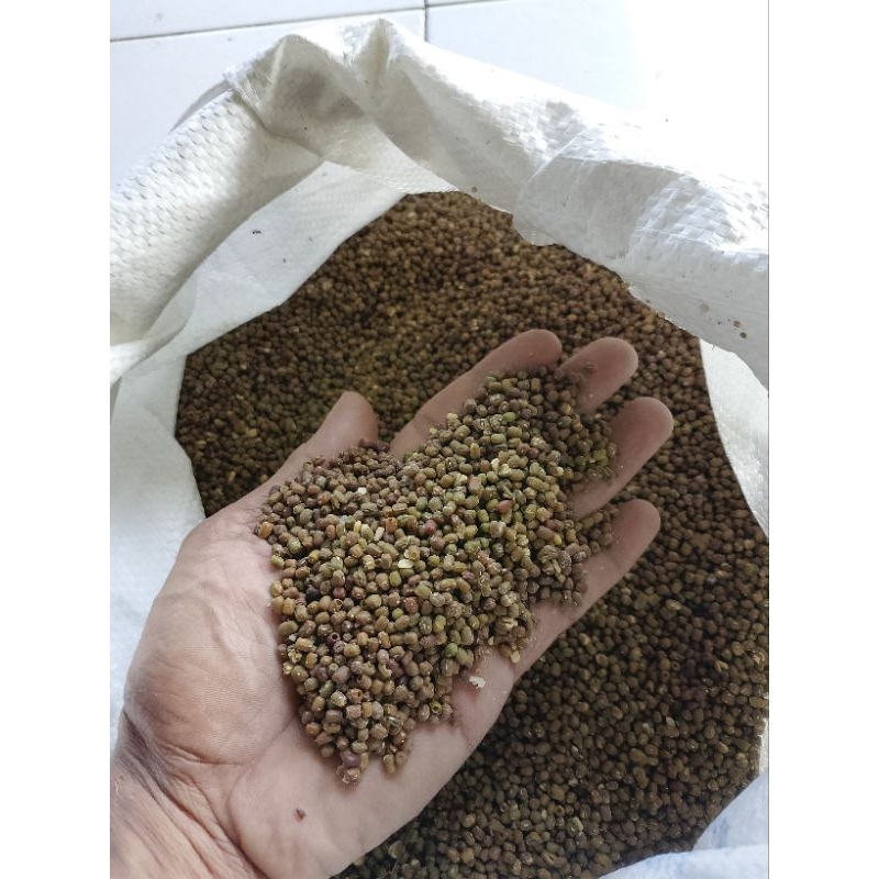 

kacang ijo sortiran/rijekan SDH dikeringkan