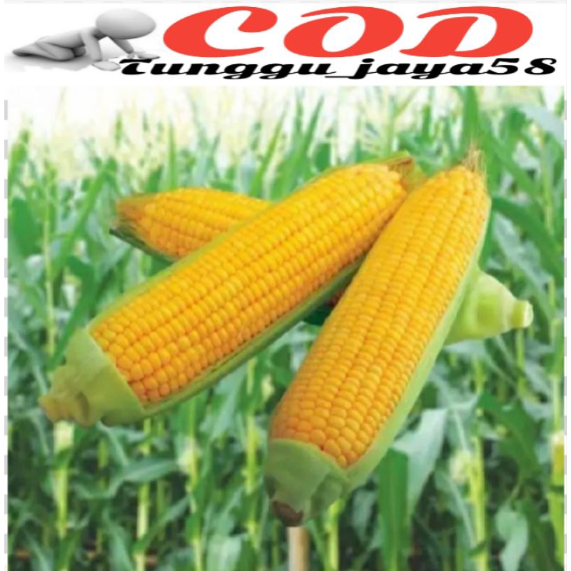 _Adudushop  500 Biji Benih Jagung Manis Madu Superan Bibit Tanaman Jagung Manis