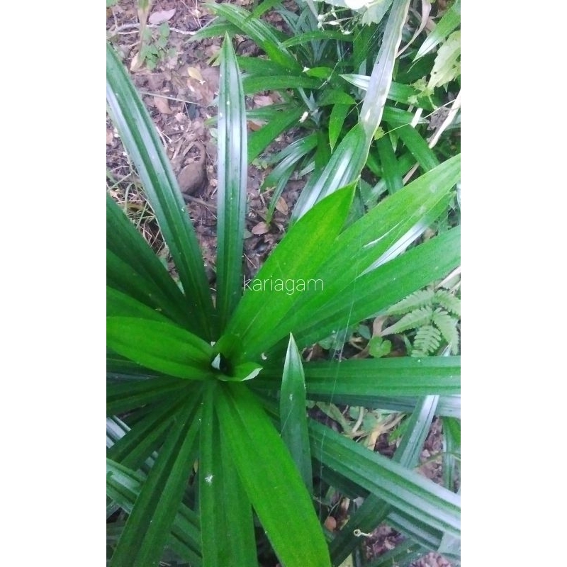 

DAUN PANDAN WANGI SEGAR UNTUK KOLAK DAN NASI UDUK 1LEMBAR