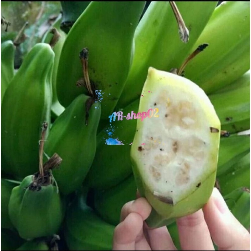 

buah pisang batu muda segar | pisang kulutuk fress per 1 sisir