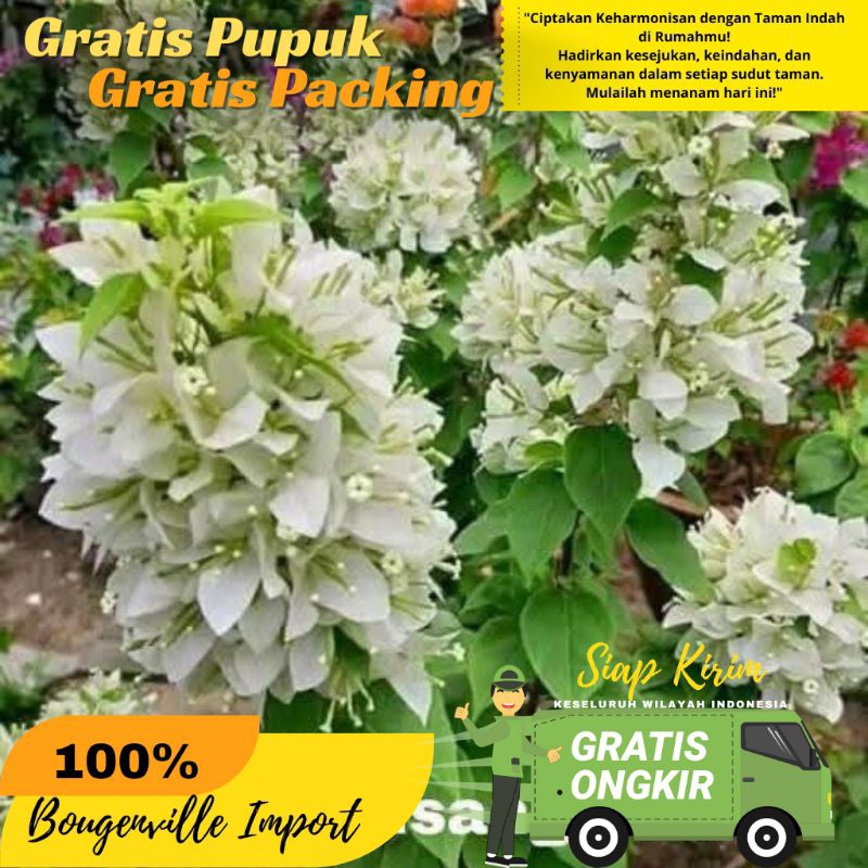 Bougenville Ekor musang putih