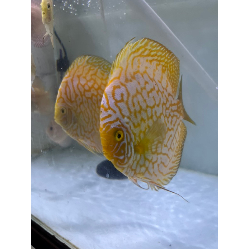Ikan Discus Pair Yellow Pigeon