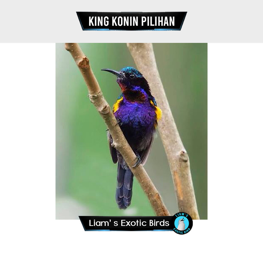 Kolibri King Konin Betina Pilihan Rawatan Mulus