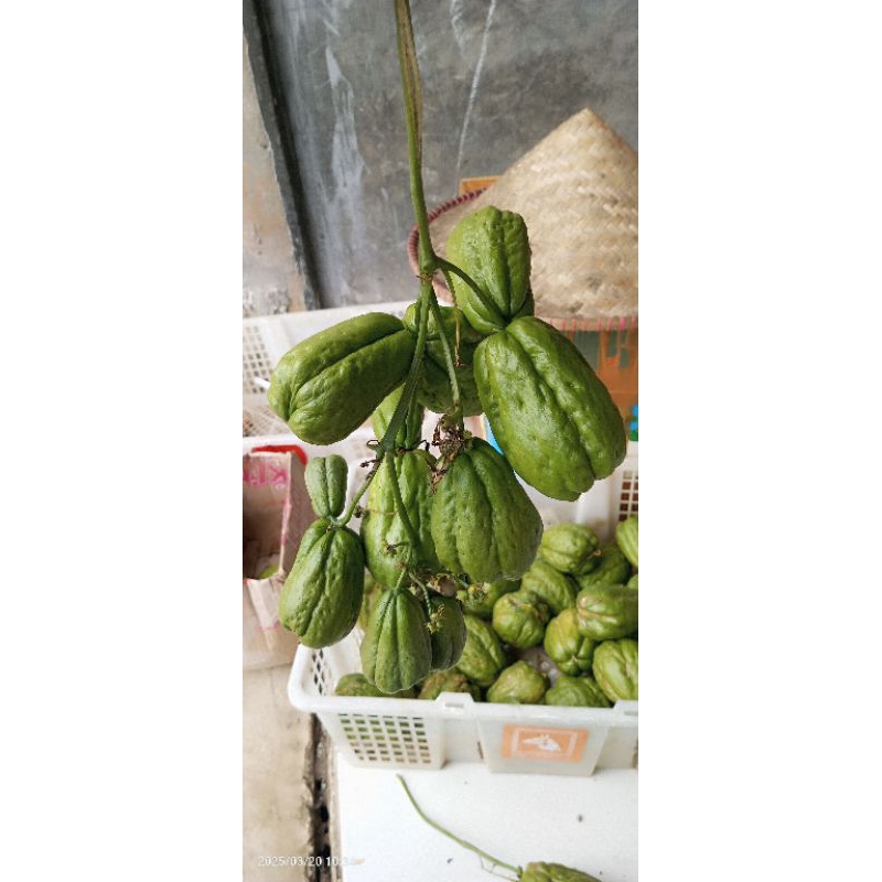 

bibit labu Siam anggur