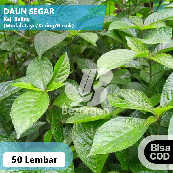 

Daun Keji Beling Segar 50 Lembar
