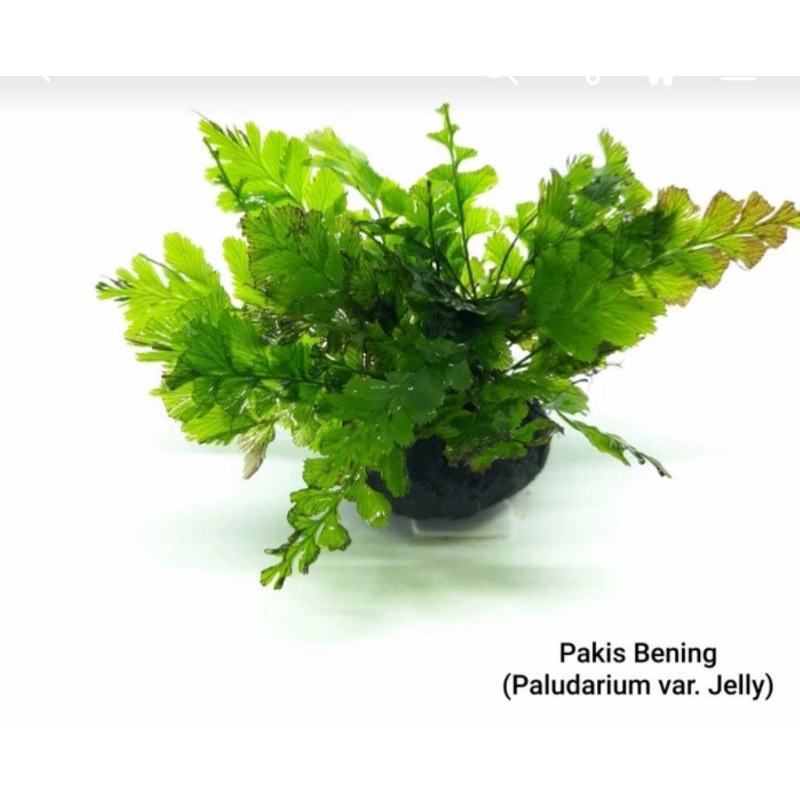 pakis peladarum wabikusa