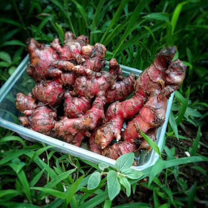 

Jahe Merah Segar isi 1 kg