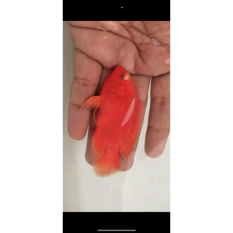 Oscar Red Paris Chilli 9-10cm Thailand