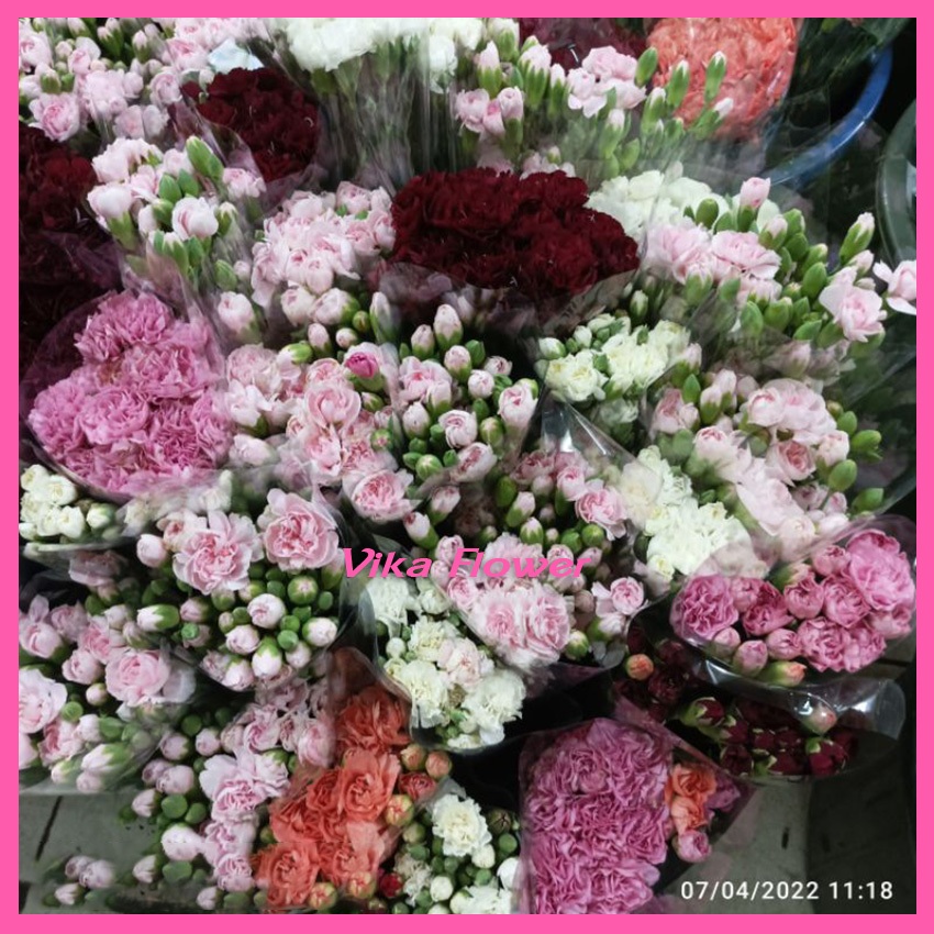 Bibit Bunga Carnation - Benih Bunga Carnation Warna Cantik