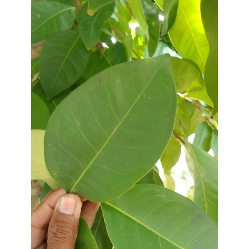 

Daun salam daun bumbu dapur Fress