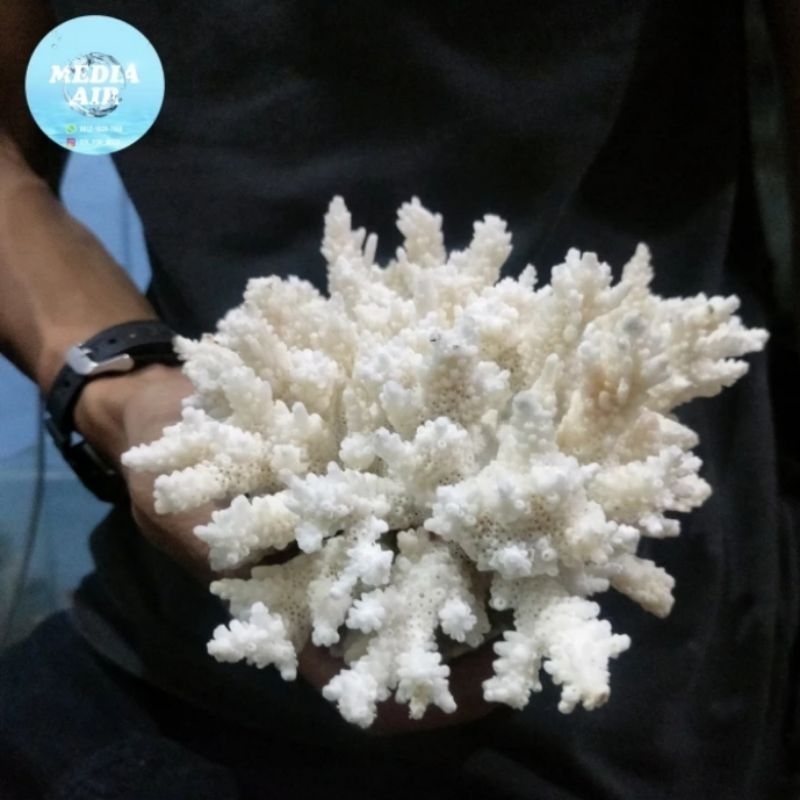 karang laut terumbu karang laut hiasan aquarium aquascape karang asli