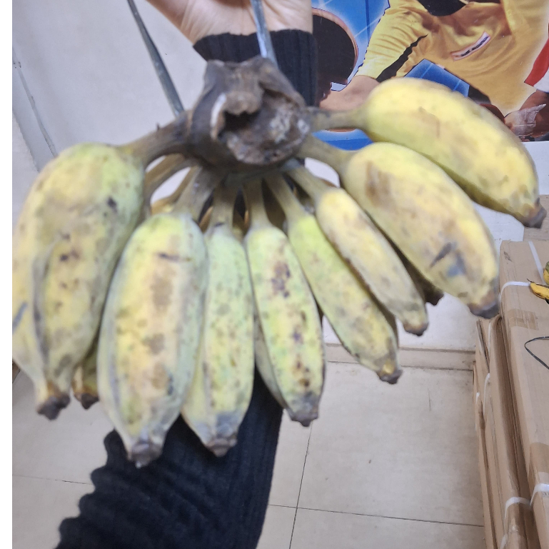

Pisang Susu/pisang Bayi Per kg