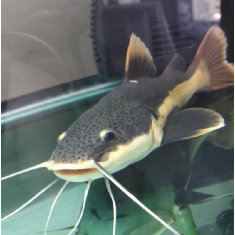 RTC ikan lele amazon ukuran 16-18cm