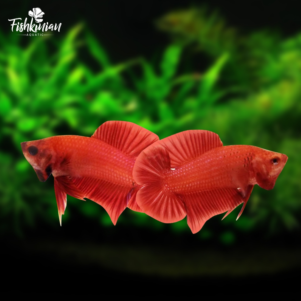 Ikan Cupang Plakat Double Tail (PKDT) Super Red GRADE A