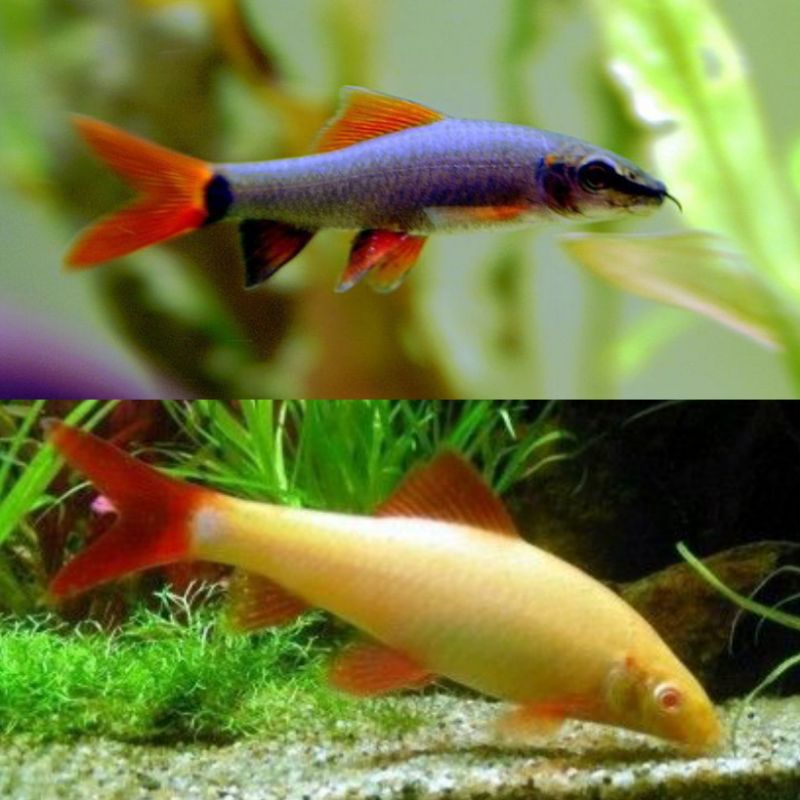 Ikan Hias Redfin Black Redfin Albino Ikan Pembersih Aquarium Hiasan Aquarium Kolam Tank Aquascape
