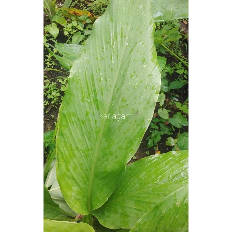 

DAUN KUNYIT/5 LEMBAR