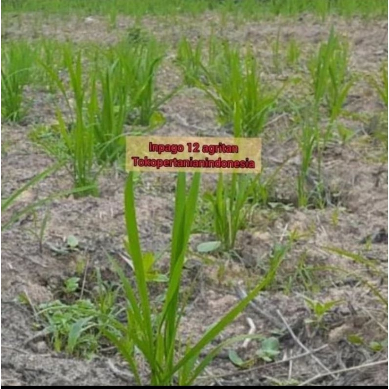 BENIH PADI INPAGO 12 AGRITAN KEMASAN 1KG