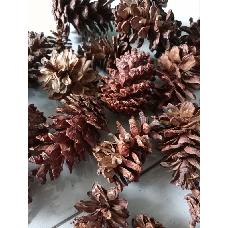 

biji bunga pohon Pinus original