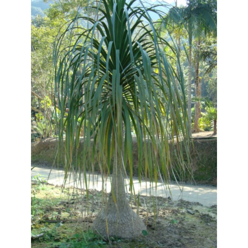 Tanaman Hias palem Nolina, tinggi 2 meter
