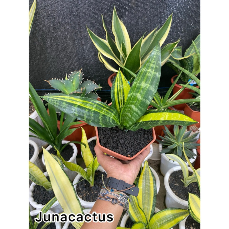 Sansevieria Hahnii Variegata