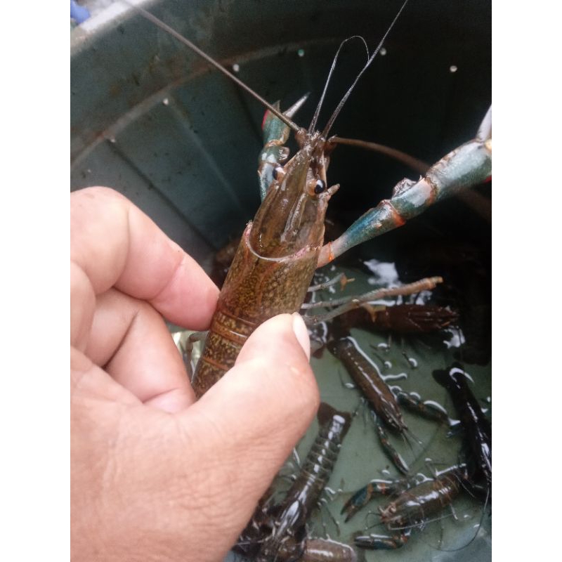 

lobster air tawar size indukan