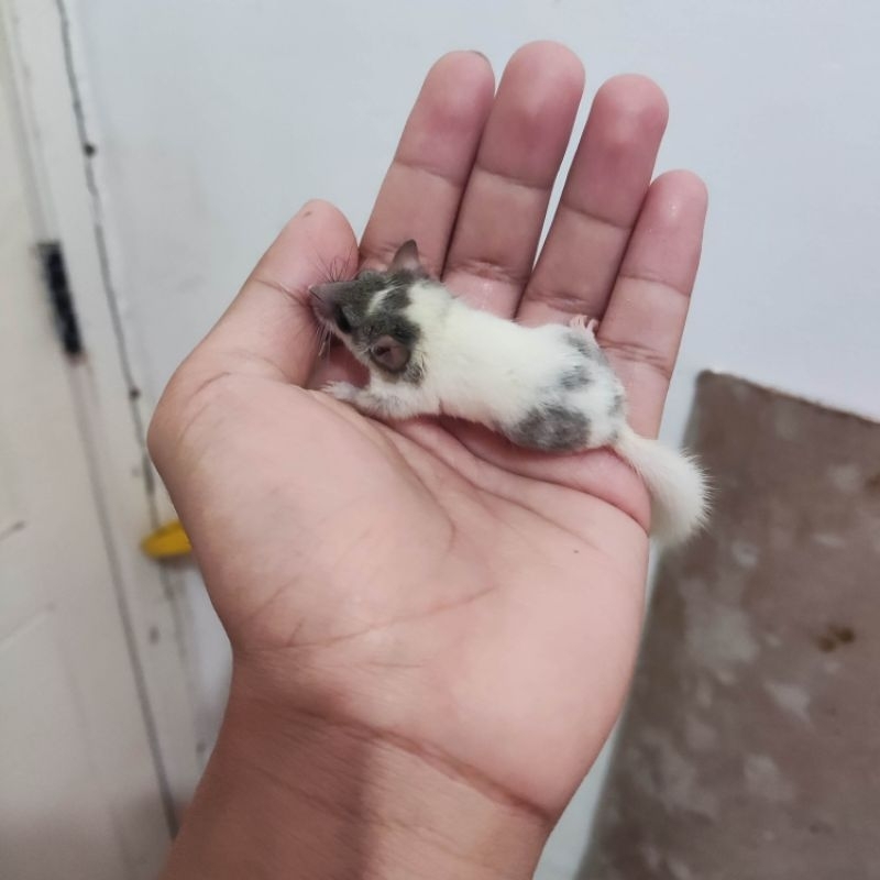 african pygmy dormice snow mask 2