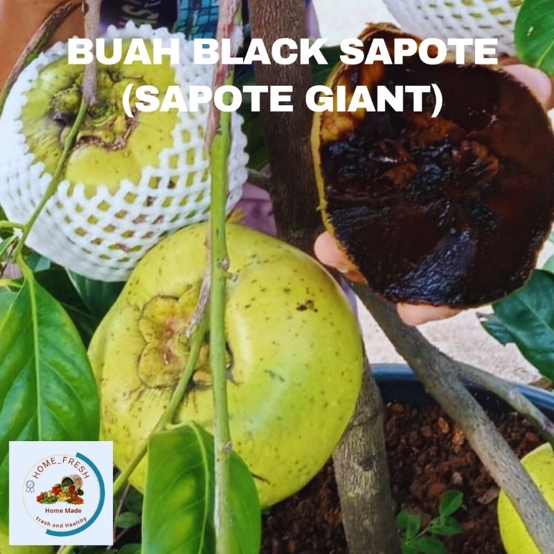 

Buah Black Sapote Giant Sawo Coklat Mexico