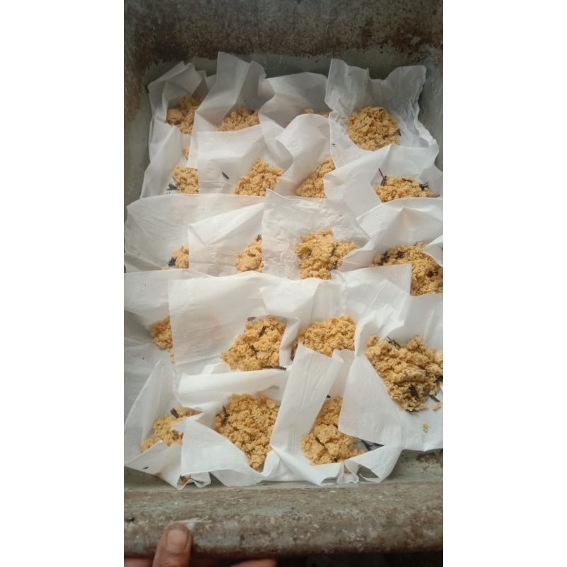 Telur maggot bsf MAGGOT BSF kualitas super