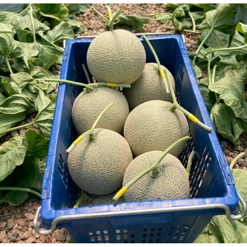 BENIH MELON KUALITAS SUPER PREMIUM