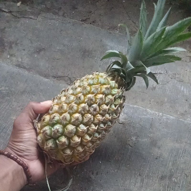 

Nanas muda segar spesial (kemasan 1kg)