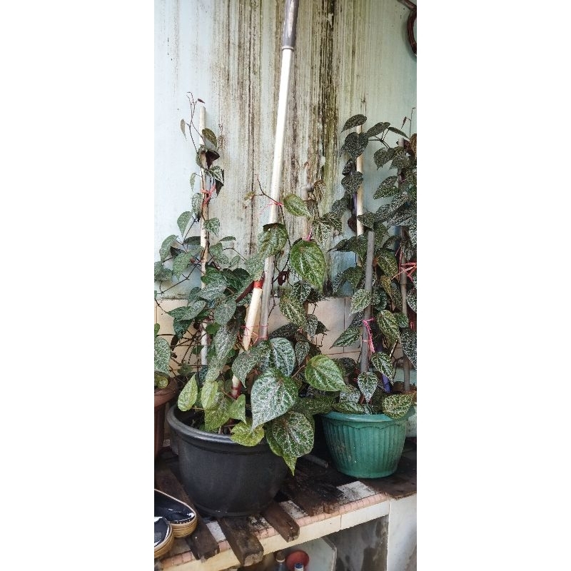 

Khusus Batam Daun Sirih Merah segar 1 helai