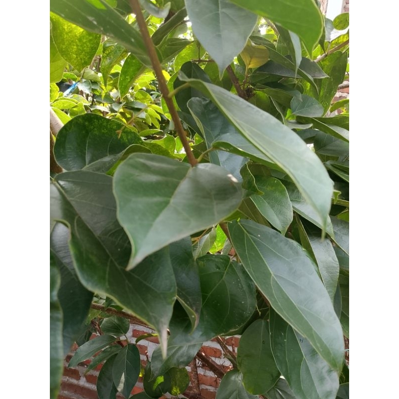 

Daun cincau hijau